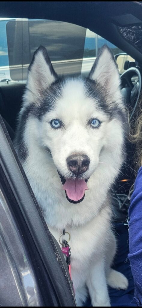 Tampa Woman Responsible for Savagely Beating Husky Named “Maya” Sentenced to Florida State Prison