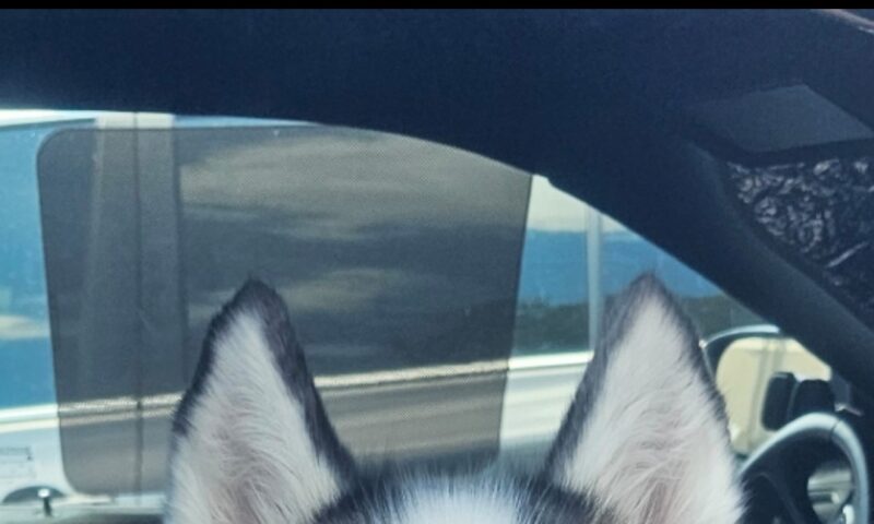 Tampa Woman Responsible for Savagely Beating Husky Named “Maya” Sentenced to Florida State Prison